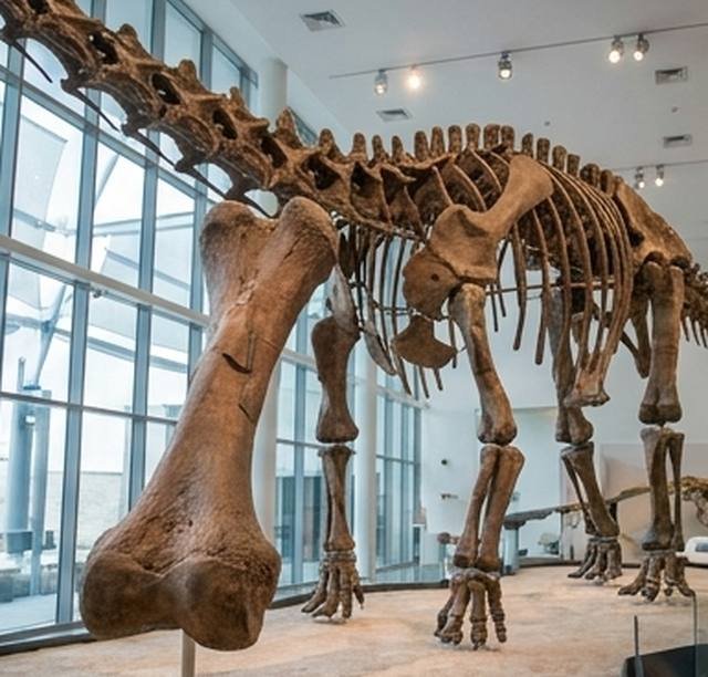 Esqueleto de dinosaurio en un salón del Museo Paleontológico Egidio Feruglio